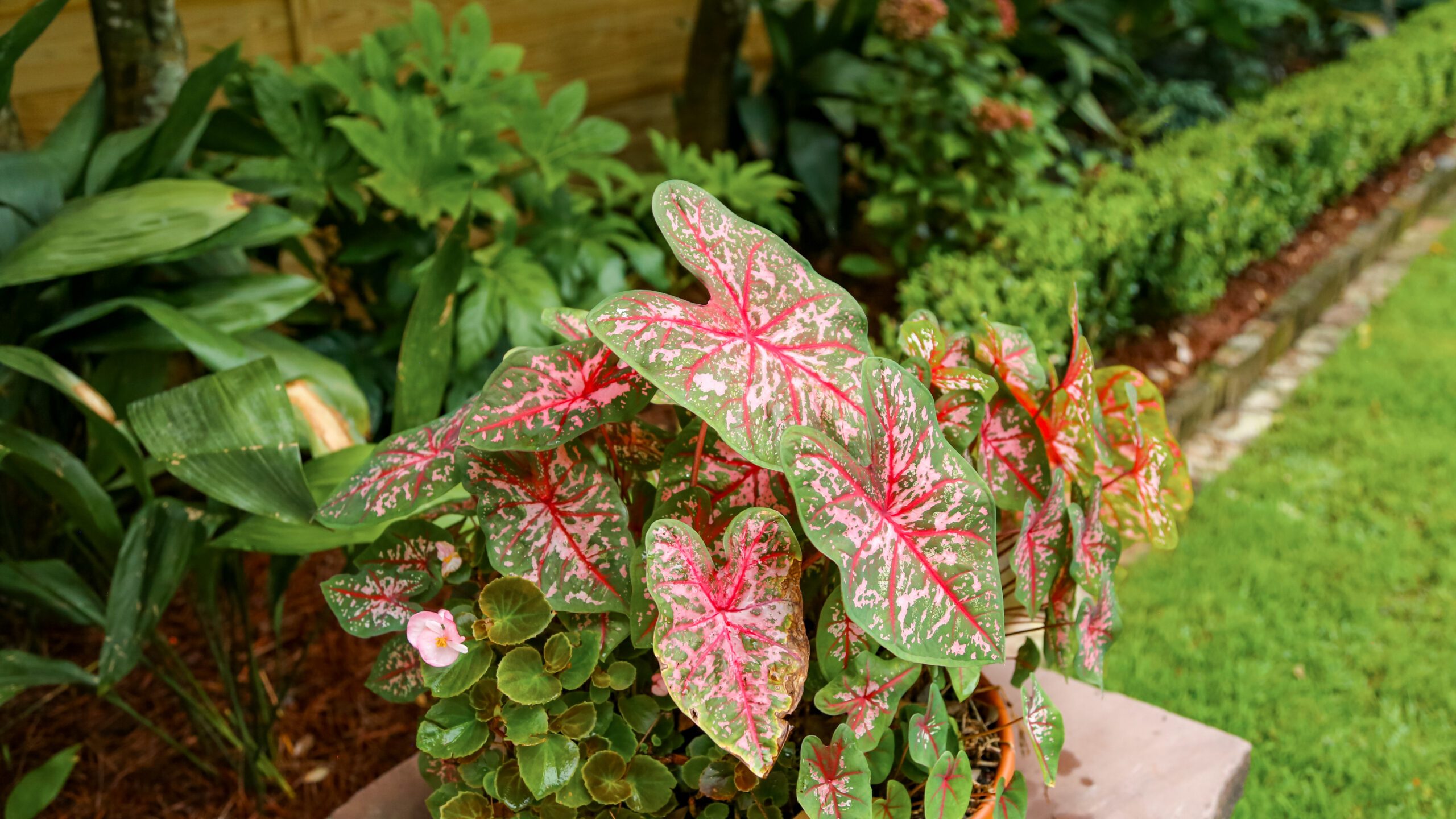 Pink caladiums layered with green foliage in an Uptown New Orleans garden