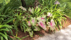 Low-voltage landscape light among pink caladiums and tropical foliage in The Chloe’s hotel garden