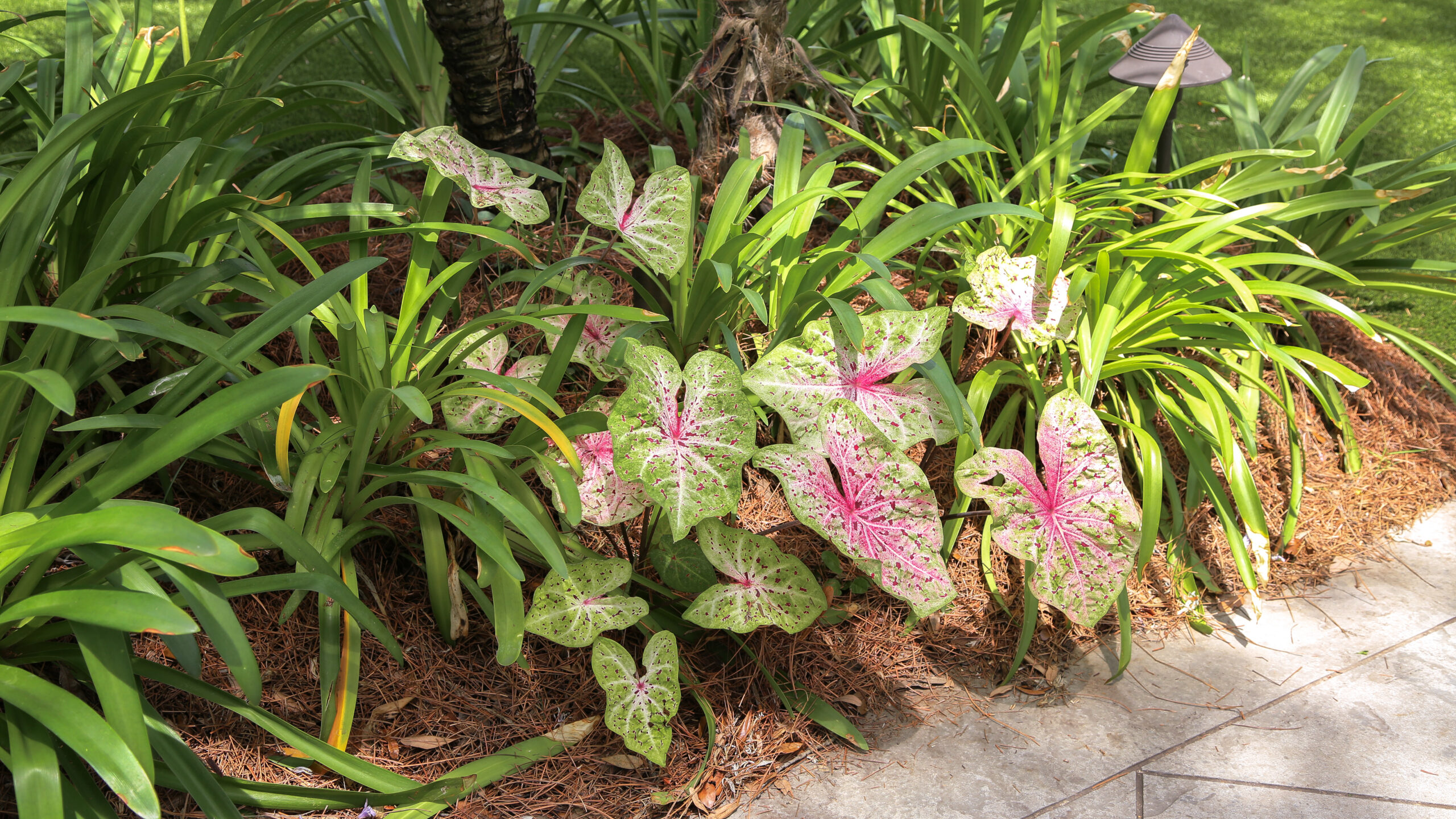 Low-voltage landscape light among pink caladiums and tropical foliage in The Chloe’s hotel garden
