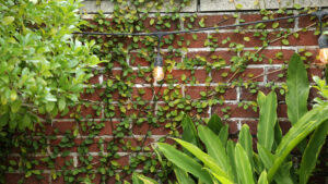Climbing vine and low-voltage landscape light on a brick garden wall at The Chloe hotel