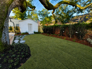 White garden shed overlooking a new lawn, flagstone path, and layered planting beneath the live oak canopy.