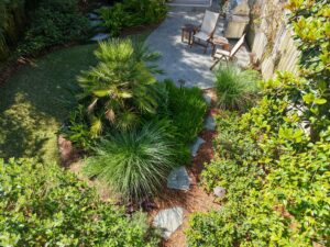 Mediterranean fan palm surrounded by ornamental grasses and layered foliage in an established Uptown garden