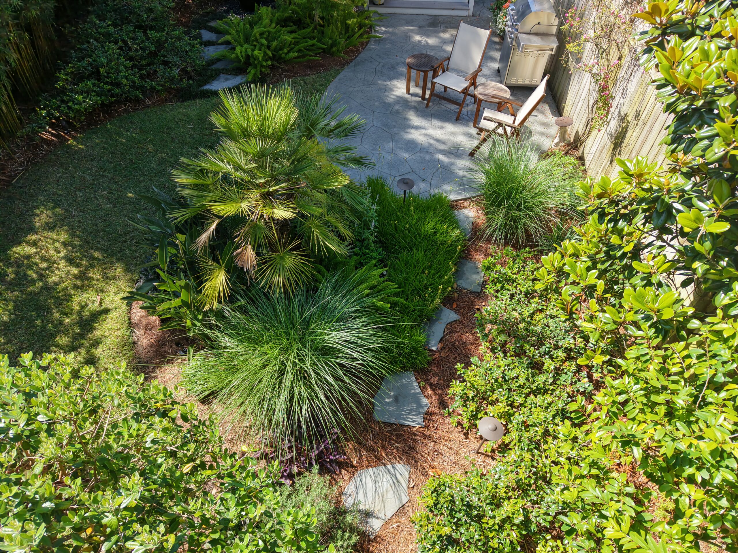 Mediterranean fan palm surrounded by ornamental grasses and layered foliage in an established Uptown garden