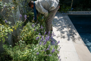 Landscape maintenance professional tending purple flowering plants beside a residential walkway.