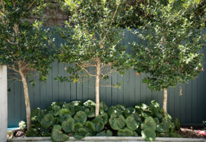 Pruned evergreen trees rising above a mass planting of ligularia along a residential privacy fence.