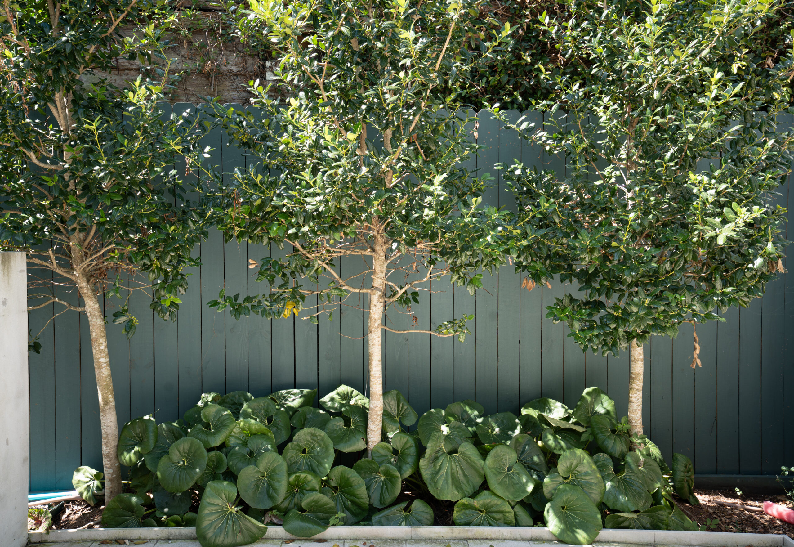 Pruned evergreen trees rising above a mass planting of ligularia along a residential privacy fence.
