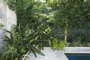 : Maintained poolside garden with layered evergreen trees, tropical foliage, flowering plants, and a dark privacy fence.