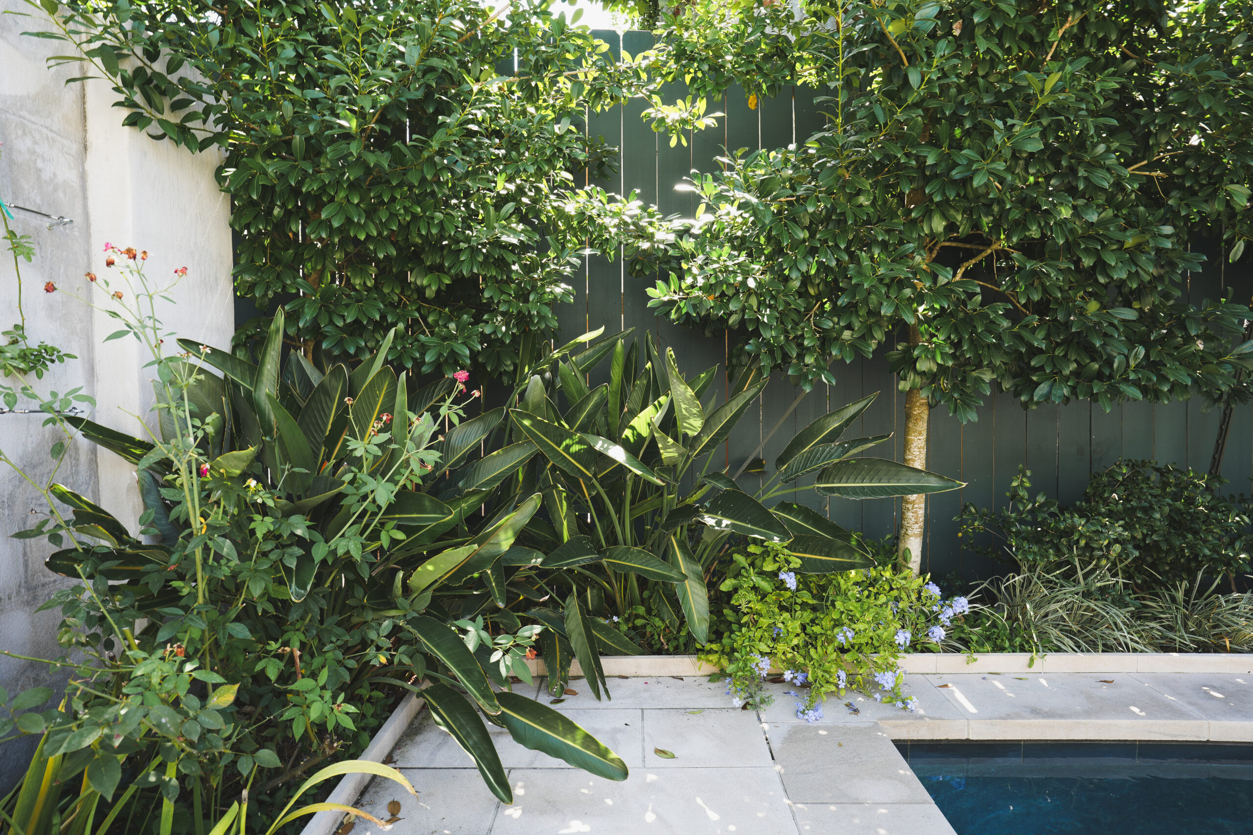 : Maintained poolside garden with layered evergreen trees, tropical foliage, flowering plants, and a dark privacy fence.
