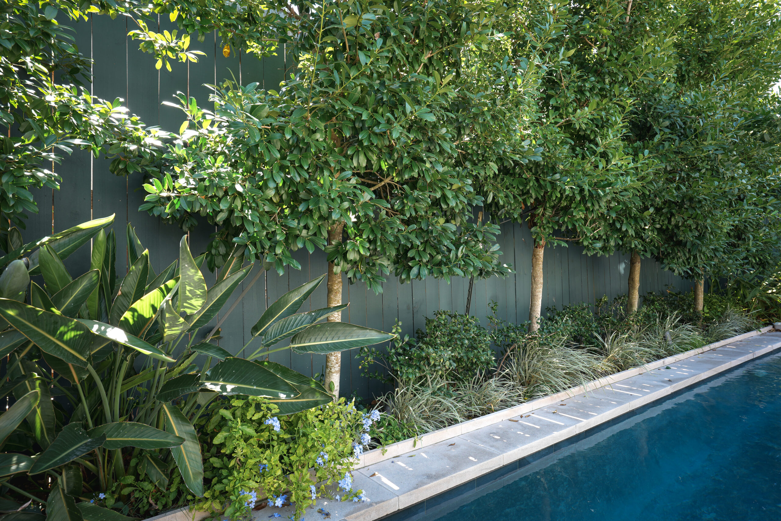 Maintained poolside garden with palms and layered evergreen plantings beside a residential swimming pool.