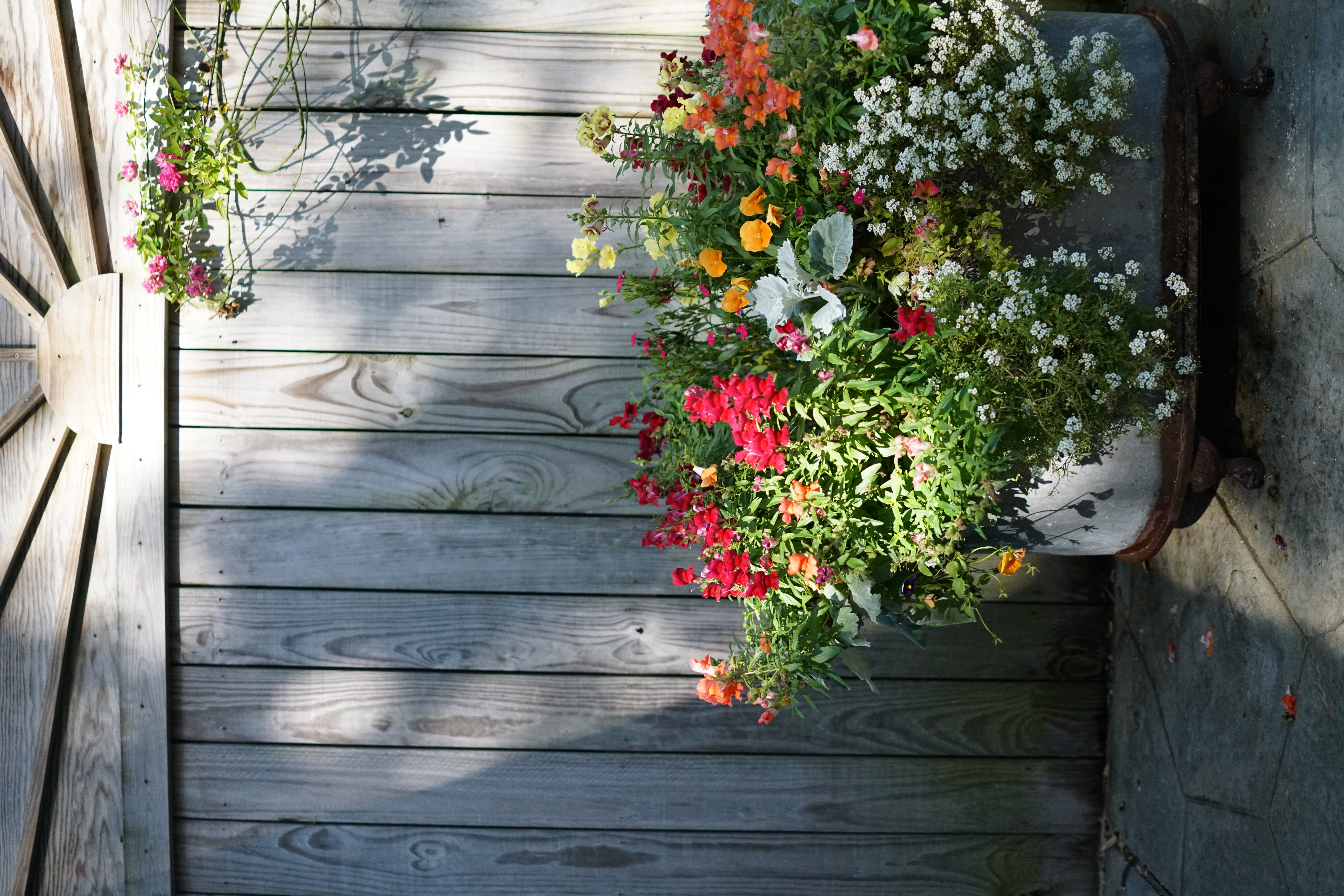 Galvanized planter filled with colorful seasonal flowers in an established Uptown New Orleans garden