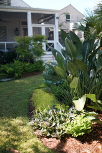 Established foliage and flowering plants beside the lawn in an Uptown New Orleans garden