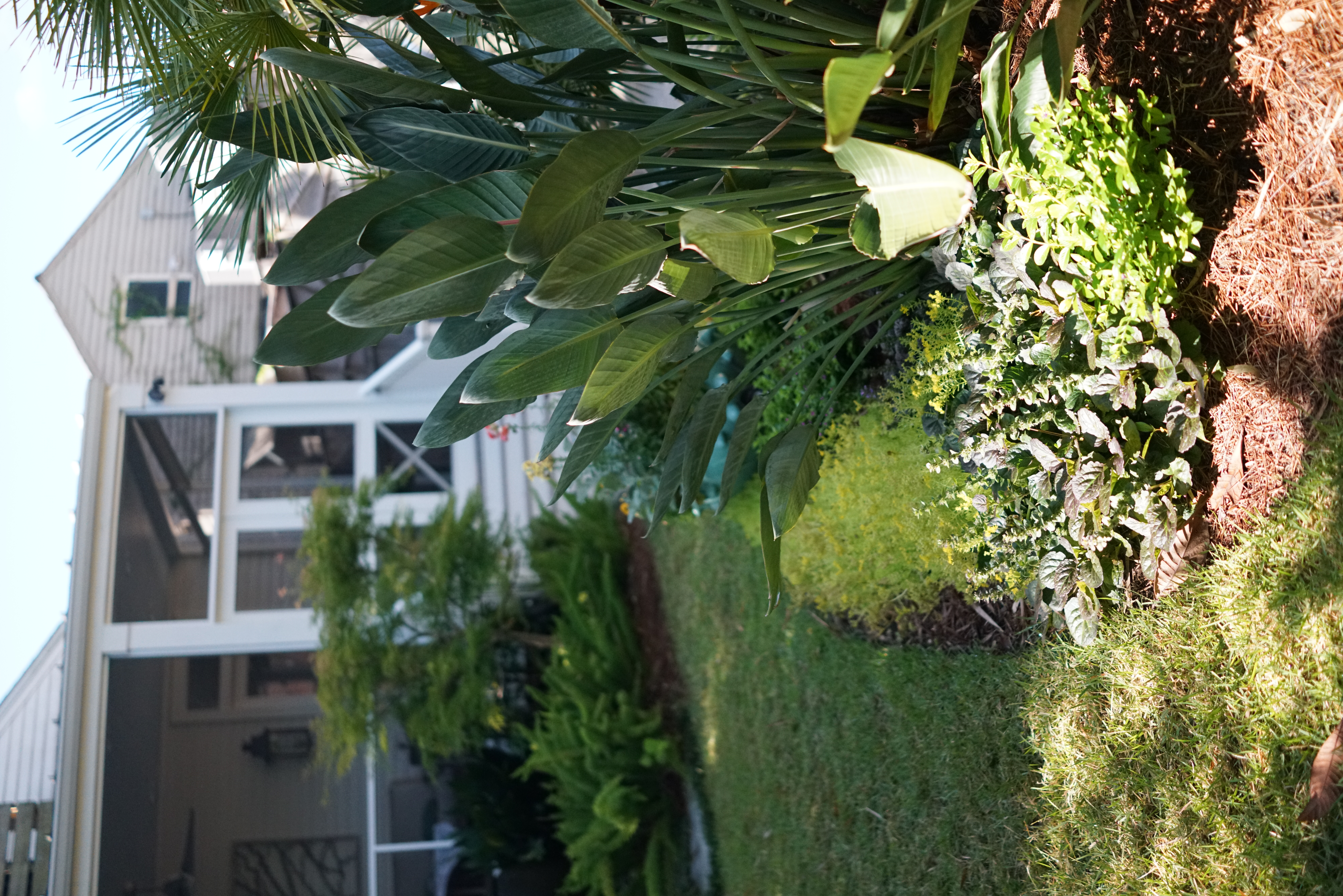 Established foliage and flowering plants beside the lawn in an Uptown New Orleans garden