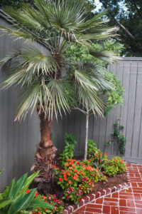 Mediterranean fan palm with seasonal flowers and layered tropical plantings beside a brick pool patio in Uptown New Orleans.