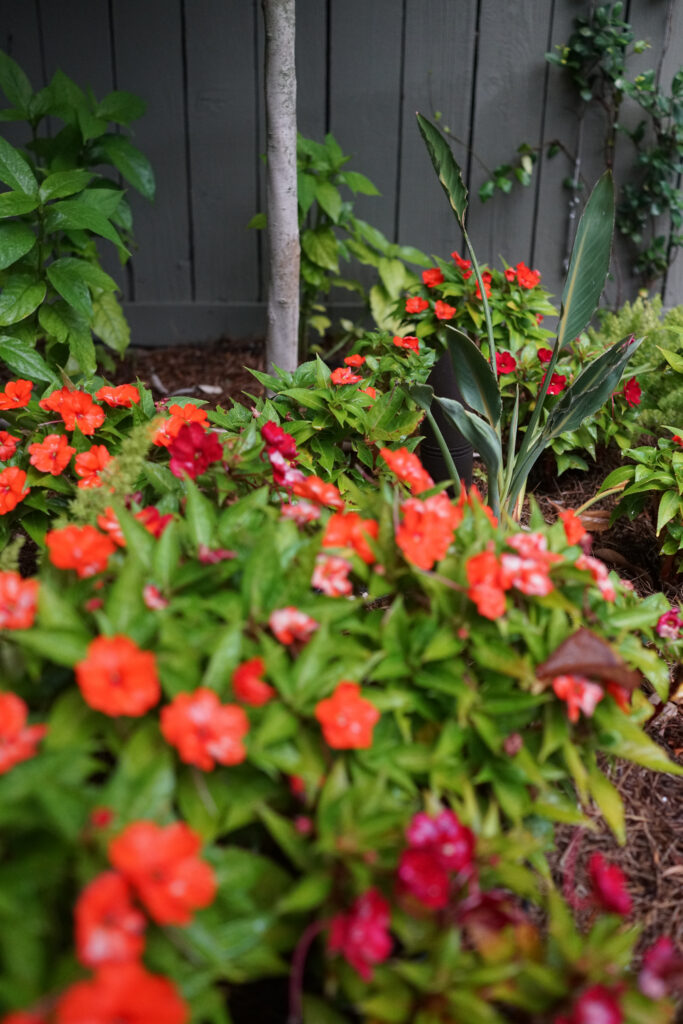 Bright orange and red seasonal flowers with tropical foliage in the State Street pool garden in Uptown New Orleans.