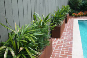 Custom rectangular poolside planters with rhapis palms and Japanese yew beside a brick patio at a State Street residence in Uptown New Orleans.