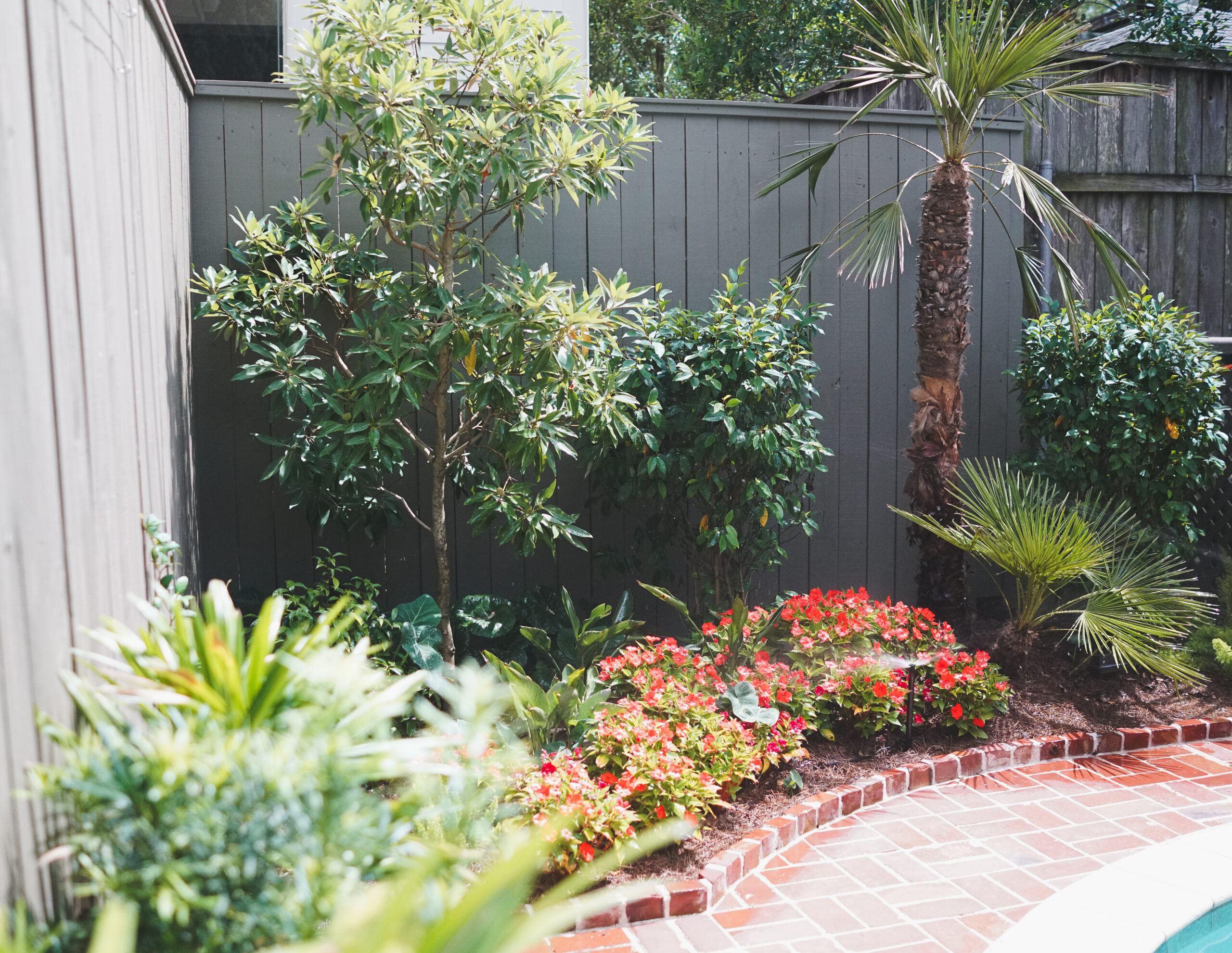 Backyard pool garden with palms, evergreen plantings, red seasonal flowers, and brick edging in Uptown New Orleans.