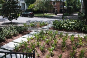 State Street garden with oversized concrete pavers, massed agapanthus, evergreen plantings, pine straw mulch, and low-voltage lighting.