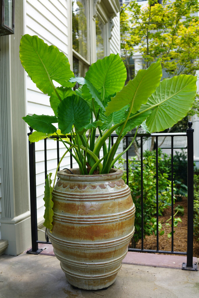 Pottery Patch large ceramic porch planter filled with elephant ear foliage at a traditional State Street residence in Uptown New Orleans.