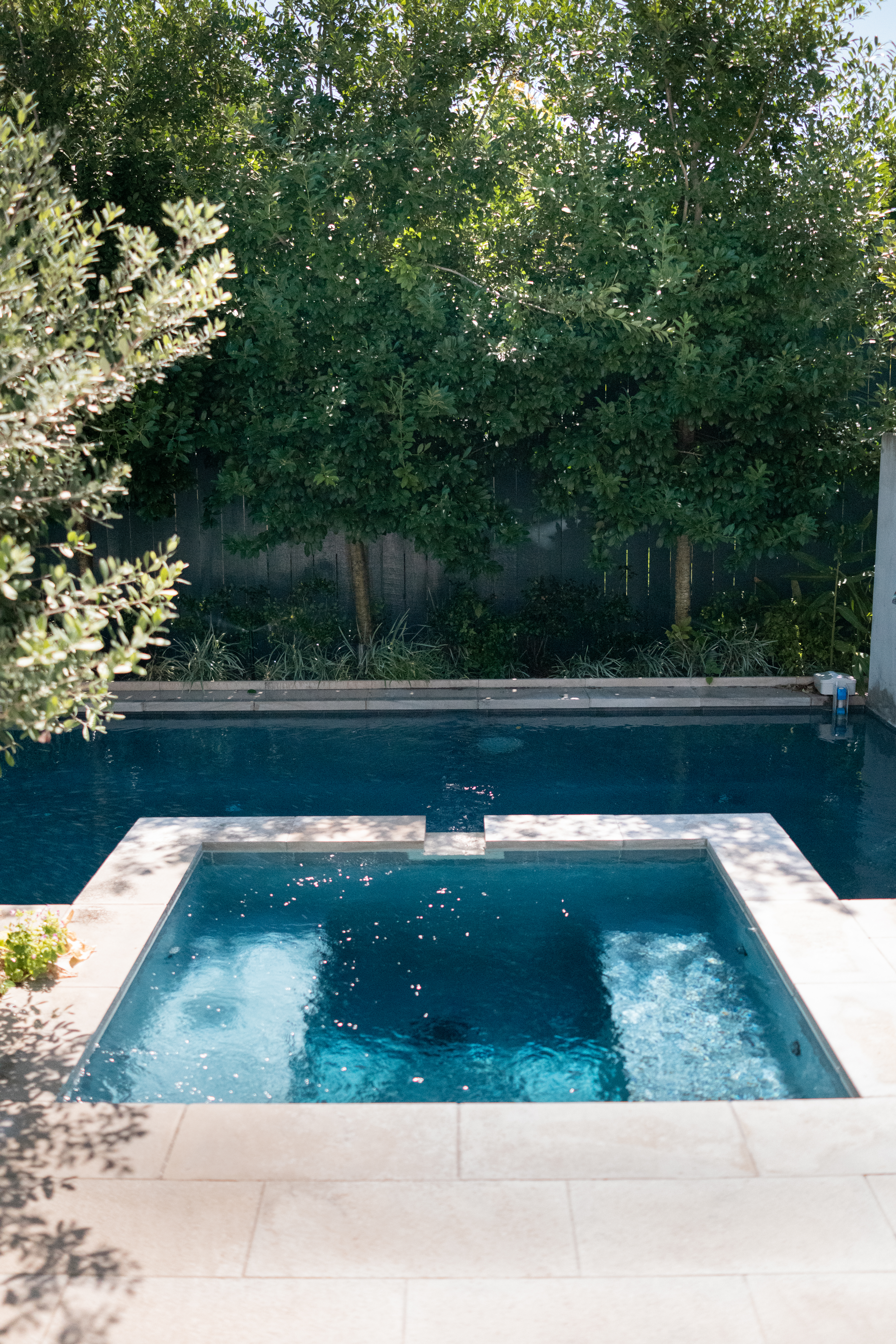 Swimming pool and raised spa framed by mature evergreen trees and layered planting in the Webster Street garden.