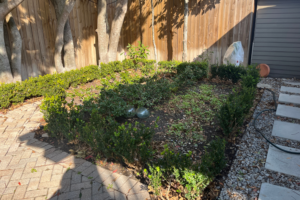 Before landscape installation, a shaded Constance Street garden viewed from the covered porch with mature trees, existing pavers, low hedging, and a wood privacy fence.