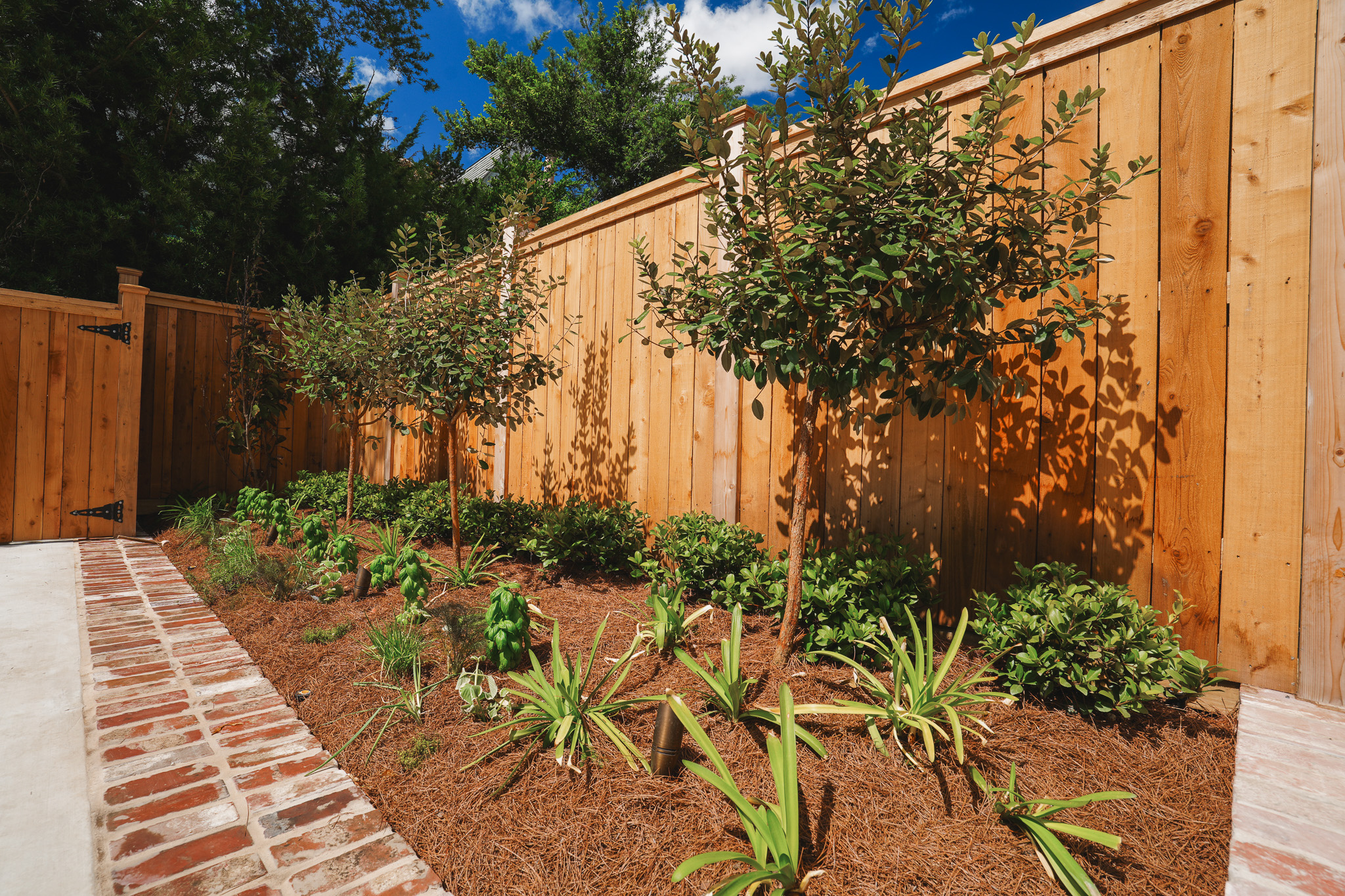  New Orleans front garden with a brick walkway, flowering shrubs, young ornamental tree, and wrought-iron fence.