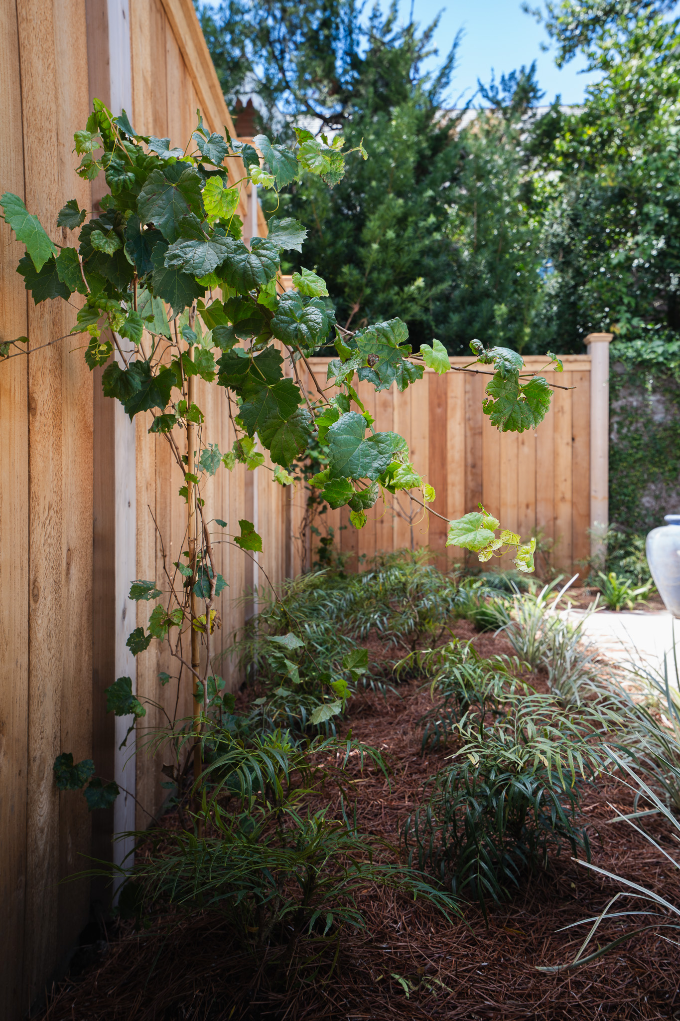 Muscadine vine growing along a wood privacy fence beside layered garden planting.